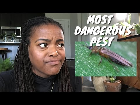 Houseplant Pests | Thrips: What are they and How do you deal with them in your plant collection?