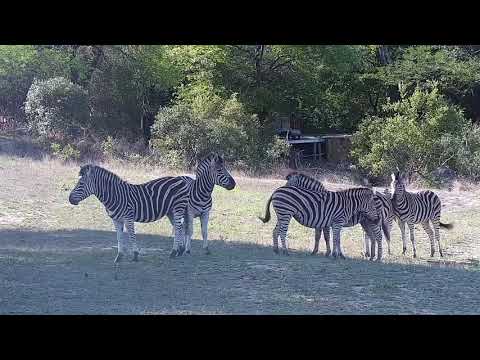 Djuma: Giraffes, Zebras and Nyala bull - 15:14 - 10/29/21