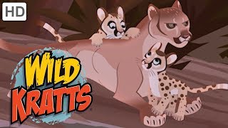 Wild Kratts 💐🐊 Mothers of the Wild | Kids Videos