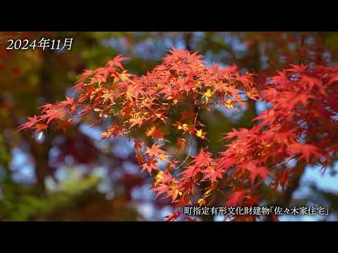 【涌谷町】令和6年秋の涌谷町指定有形文化財建物「佐々木家住宅」紅葉狩り開放イベント