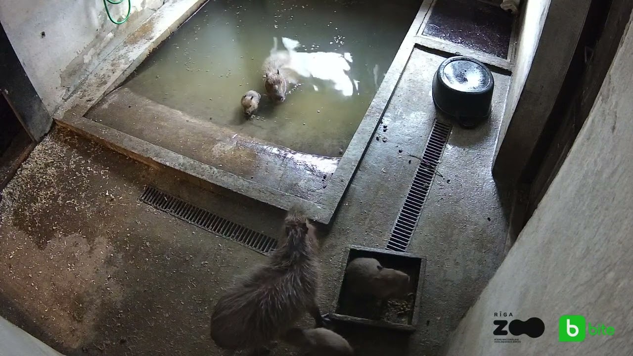 Šodien būs iespēja vērot kapibaru tiešraidi!/video/