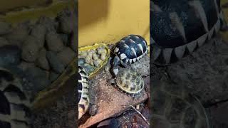 チビガメちゃんたちの朝ごはん🐢 #cat #reptiles #animals #リクガメ