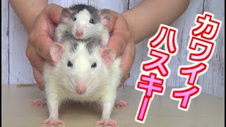 ラットの交尾映像と日向ぼっこ(ゆっくり実況音声あり)
