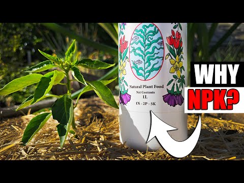 Starting Pepper Seeds Indoors How When and Why Part 1 of 3