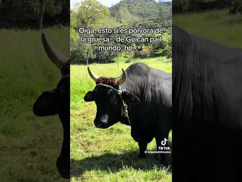 mi ganado de guican Boyacá 😍😍