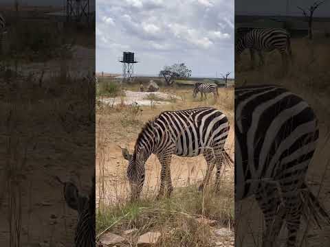 😍 Exploring The Maasai Mara in Kenya 🦓