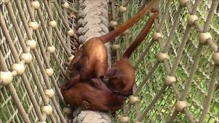 Red howler monkeys having fun @ Apenheul 25 May 2018