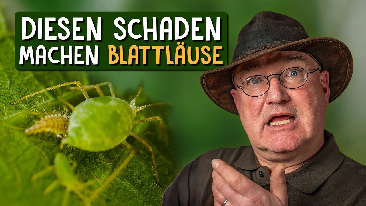 Schädlinge vertreiben Video 4