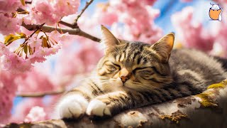 Feline Serenity: 24/7 LIVE Sleeping Music for Cats | Relaxing Piano Melodies | Anti-Anxiety Sounds