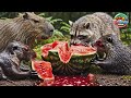 Wild Animals Enjoy Juicy Watermelon Satisfying Nature ASMR Feast