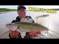 Video Thumbnail for Pasqua Lake Afternoon Wader Session (SwimBait Walleye & Pike)