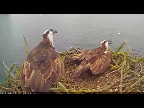 Rutland Ospreys resident pair Blue 33 and Maya defend the nest from unseen intruders 27 Aug 2021