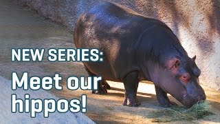 Zookeeper Meets New Hippo | Meet Our Hippos Ep. 1