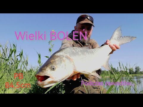 Wielki BOLEŃ 84,5cm #LŚO #fishing #wędkarstwo #spinning #spin #ryba #boleń #rapa #aspius #fish #Odra