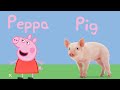 Peppa Pig Characters Peppa Pig Characters In Real Life Learn Animals With Peppa And George