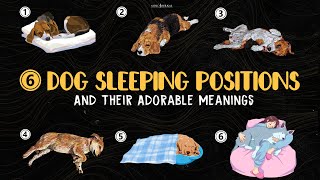 What Your Dog’s Sleeping Position Reveals About Their Personality And Love For You