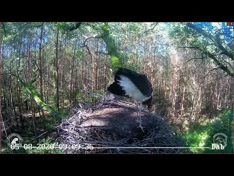 Jastrząb nie daje spokoju nawet latającym już bociankom! 😠 09:09 05-08-2020 Bociany Czarne RDLP Łódź