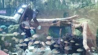 River safari - tank clean