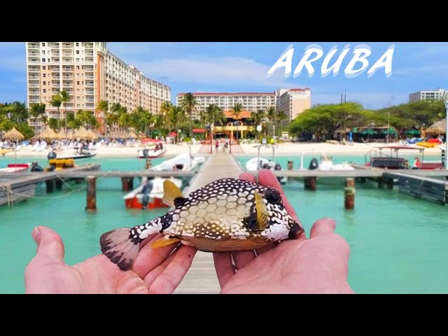 Dock Fishing for Tropical Species - Aruba Pt. 1