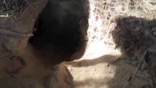 A look down inside a rabbit hole