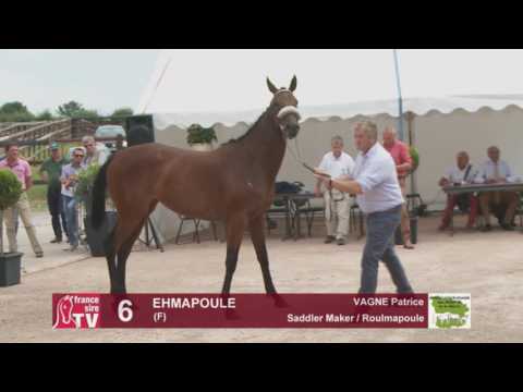 Concours AQPS Cercy 2016 Lot 6 : EHMAPOULE