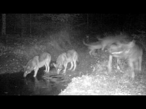 Wild wolves. Volkovi na sprehodu 13 10 2019 Franc