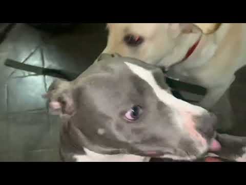 Bolt and Alexi (pit bull)