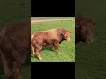 Bull Spots Cows—and His Reaction Is Priceless
