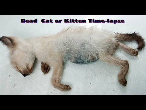 YouTube video about: How long does it take for a cat to decompose?
