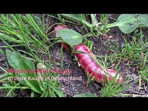 Weidenbohrer Raupe | Grösste Raupe in Deutschland