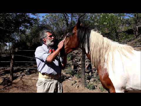 Taming horses with the soul