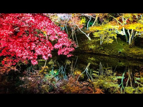 京都高台寺の絶景紅葉ライトアップ　Autumn Leaves at Kodaiji Kyoto (Night) [4K60p]