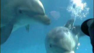 switchfoot - On Fire (with dolphins)