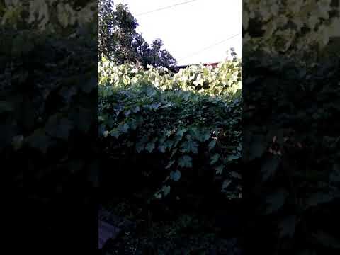 Anunturi matrimoniale novi pazar caut baiat tanar negotin