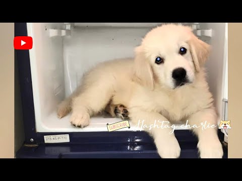 GOLDEN RETRIEVER Official Trailer (HD) #puppy #goldenretriever # The Retriever #charlie