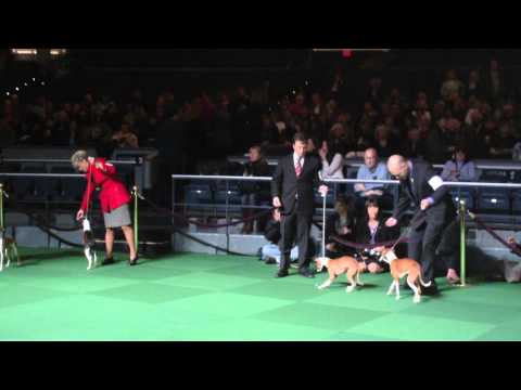 Westminster Dog Show 2012, Italian Greyhounds - "Suede"