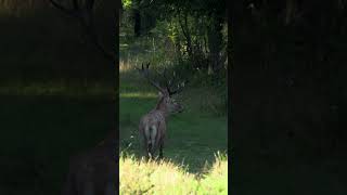 Hirschbrunft Serbien