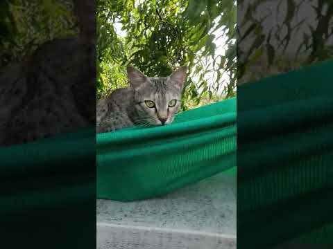 bochie playing on our terrace