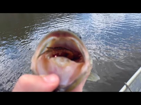 This fish ate a frog!! (Interesting)