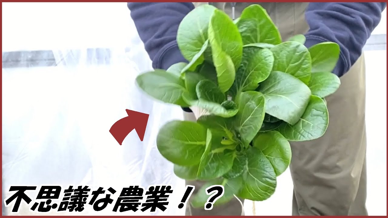 蟻戦争 帰ってきたありじゃむは「不思議な農業」で大金を稼ごうとしている。編～mysterious agriculture～