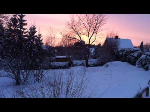The moose jumping into a neighbours garden in Rödeby, Sweden