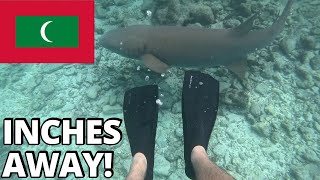 Swimming With HUGE SHARKS in the Maldives 🇲🇻!