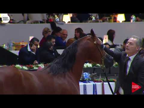 N.136 SHADI AL KHALEDIAH - Paris 2018 - Senior Stallions (Class CM 6A)