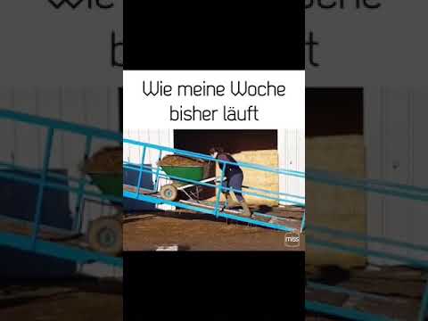 Aannalrna.         Lentsch.(4)