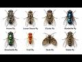 Every House Fly Type Explained in 10 minutes