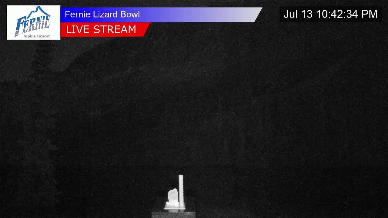 Lizard Cam