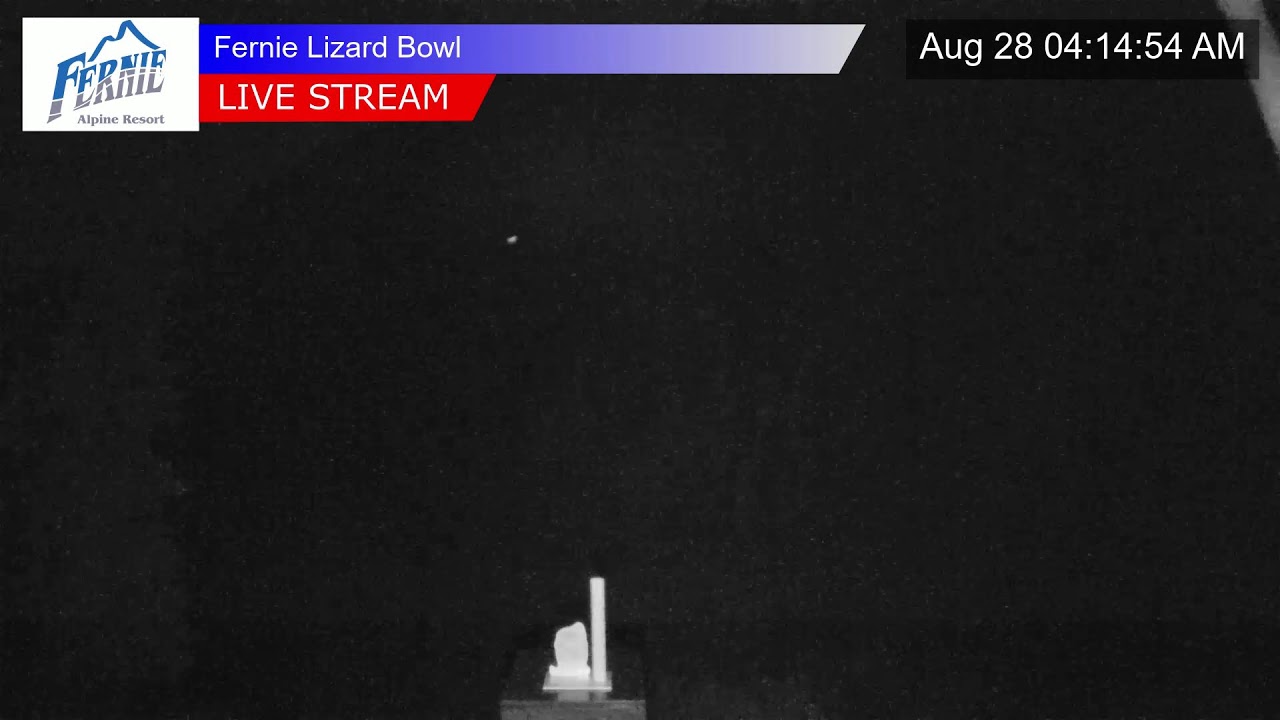 Lizard Cam