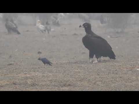 Crazy Crow dares to tease a huge Cinereous Vulture - JCA