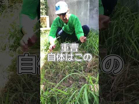 天然除草剤のレシピ 重炭酸塩と酢 特性成分 酢酸を知っている