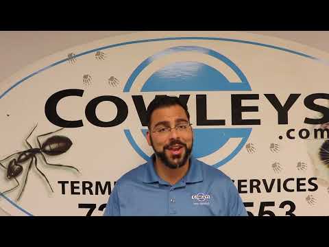 Tips to Prevent Mosquitoes From Biting